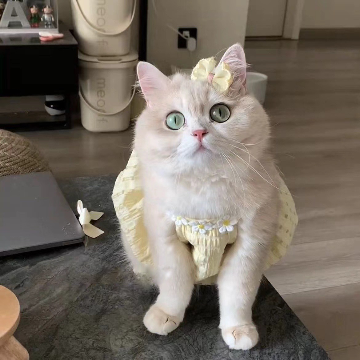 Purrtechpet Pet Cats and Dogs Clothes