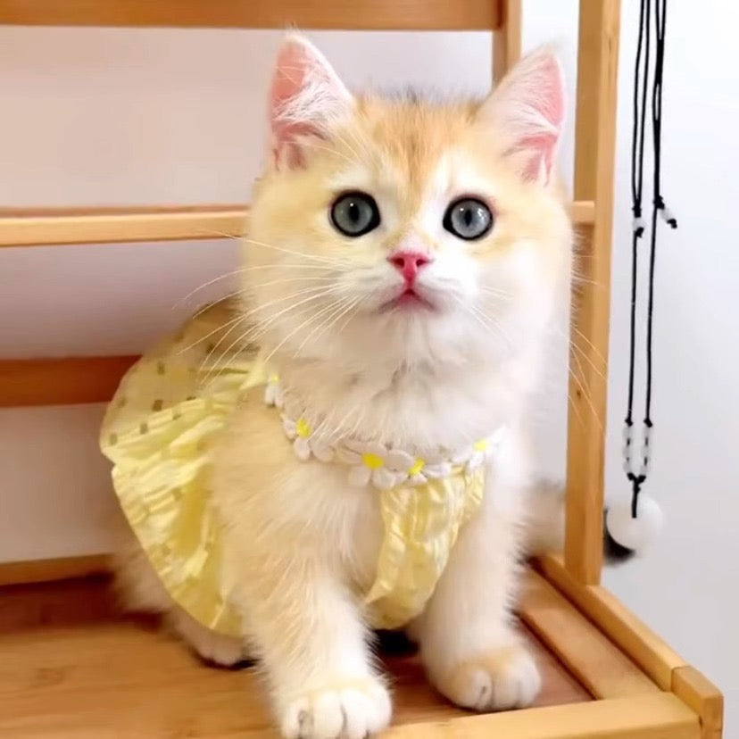 Purrtechpet Pet Cats and Dogs Clothes