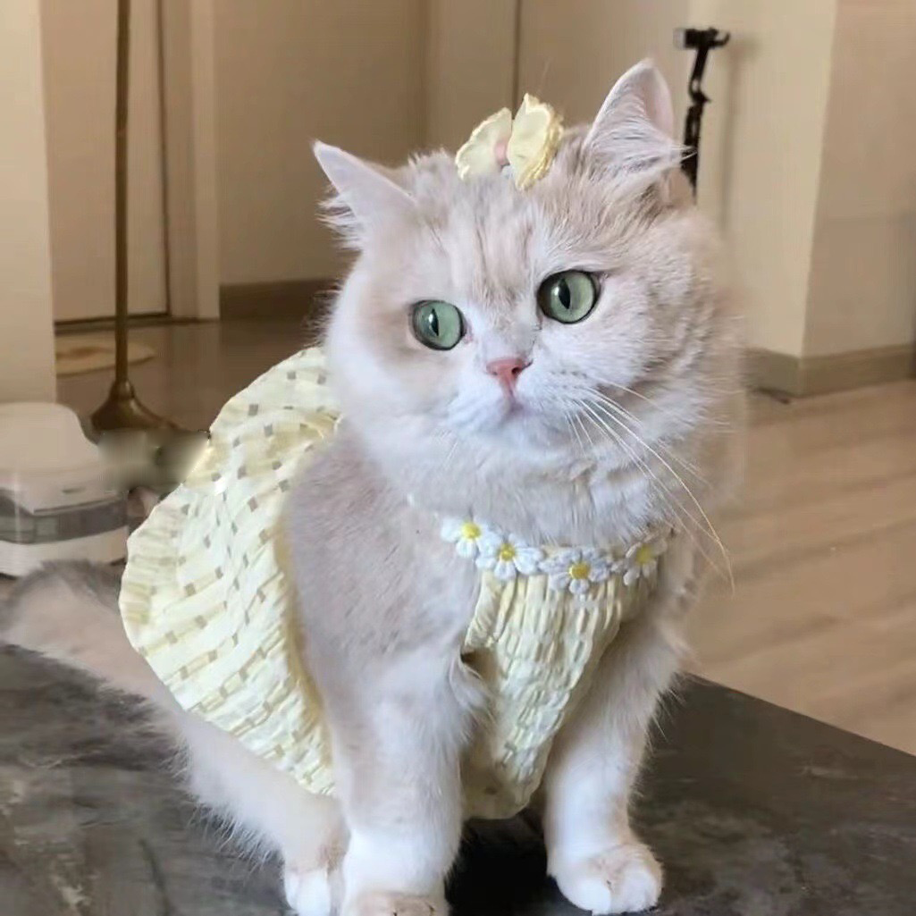 Purrtechpet Pet Cats and Dogs Clothes