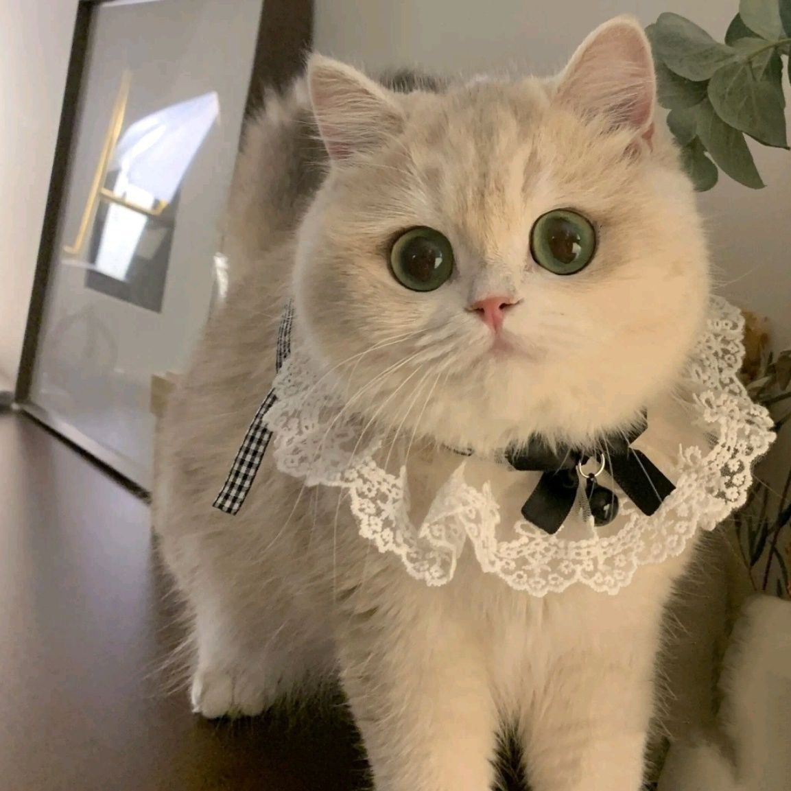 Purrtechpet Pet Cats and Dogs Scarf Princess Style