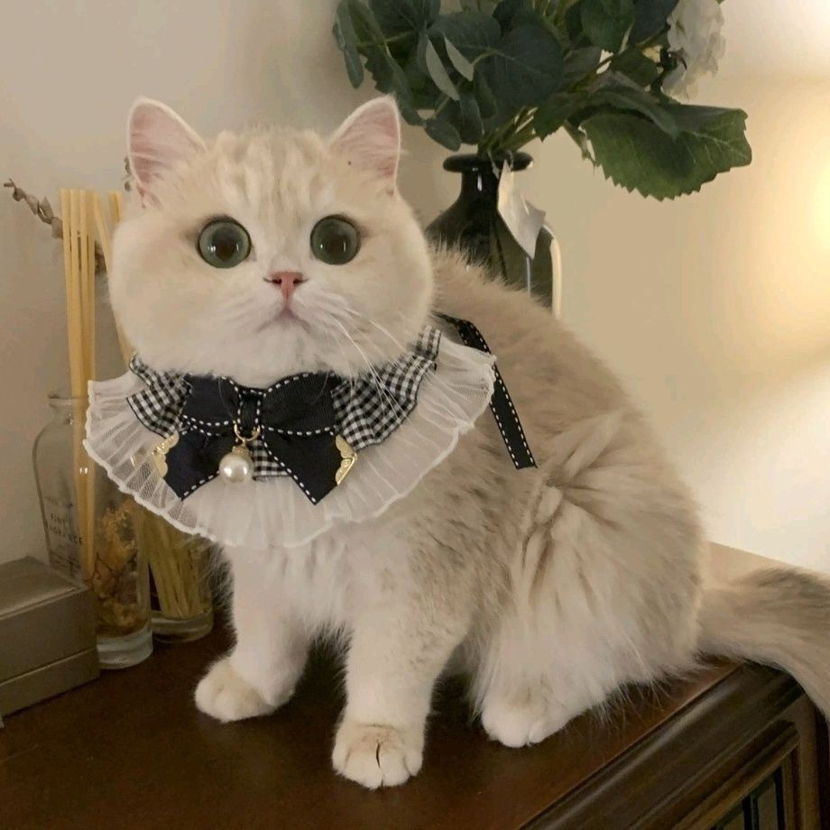 Purrtechpet Pet Cats and Dogs Scarf Princess Style