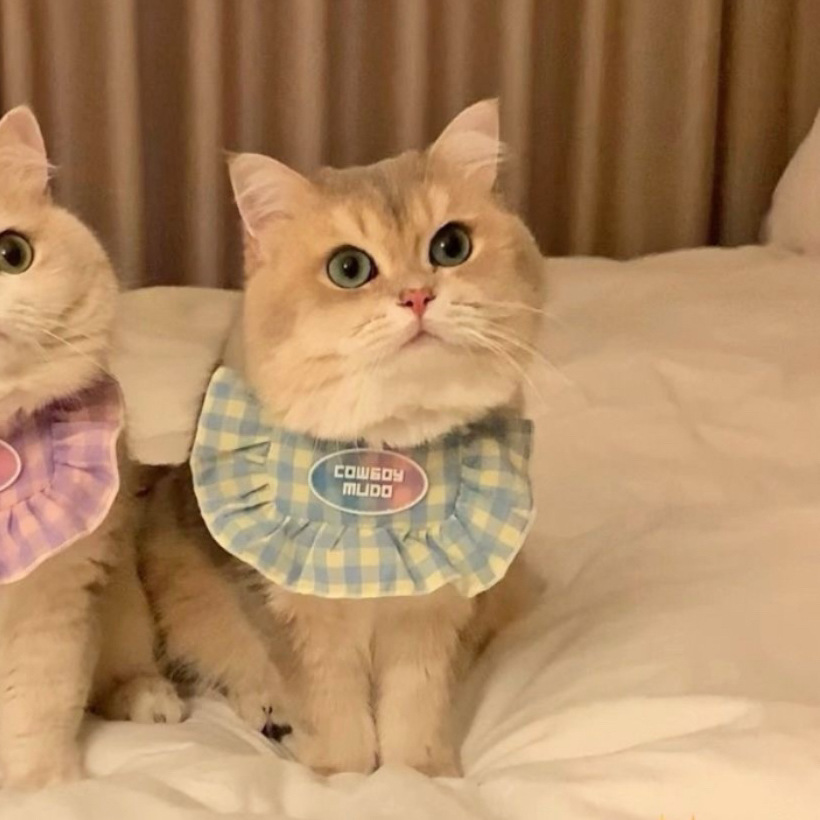 Purrtechpet Pet Cats and Dogs Scarf Princess Style