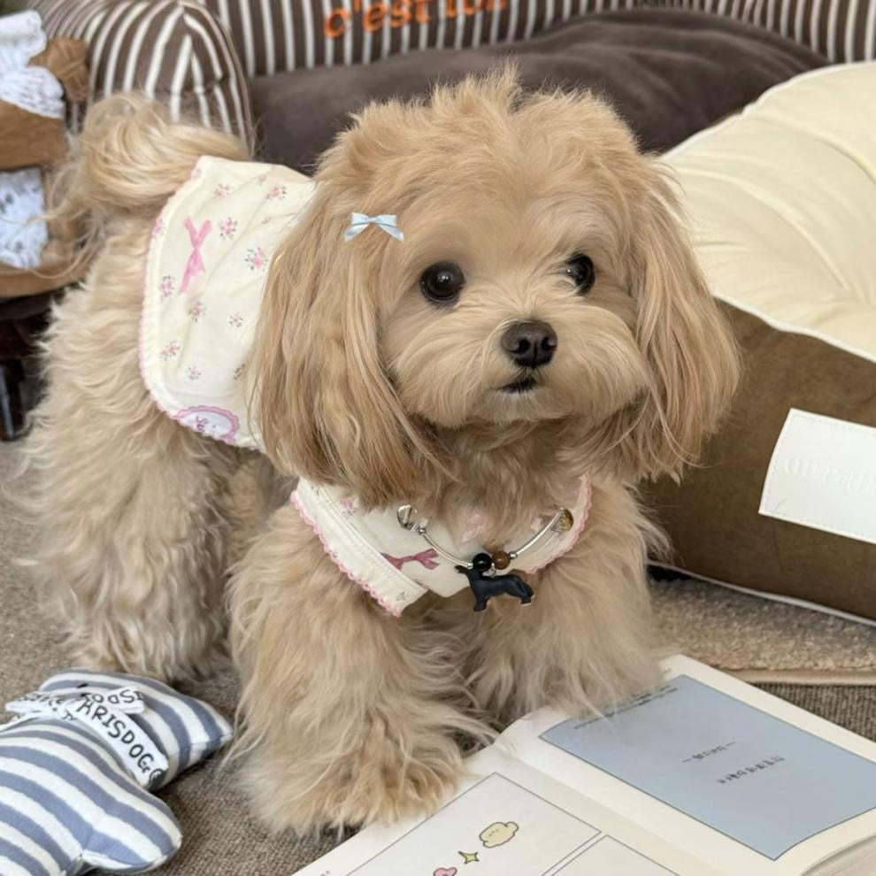 Purrtechpet Pet Cats and Dogs Clothes