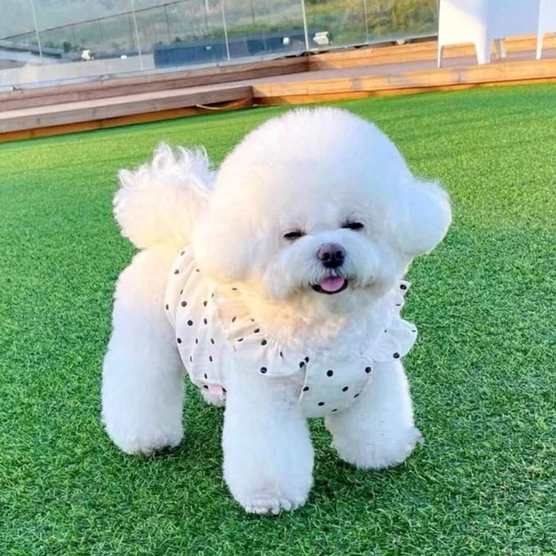 Purrtechpet Pet Cats and Dogs Clothes